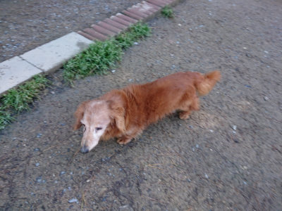 f:id:roukenhome-ann:20190507122126j:plain
