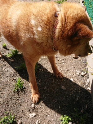 f:id:roukenhome-ann:20190507122254j:plain