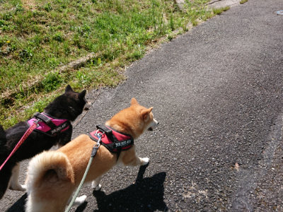 f:id:roukenhome-ann:20190507122300j:plain