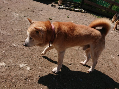 f:id:roukenhome-ann:20190507122343j:plain