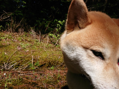 f:id:roukenhome-ann:20190507122358j:plain