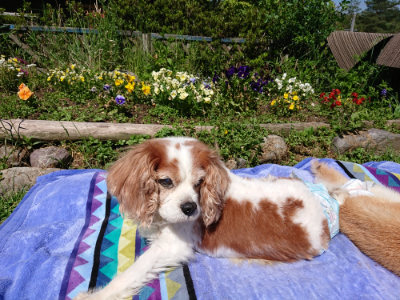 f:id:roukenhome-ann:20190507123321j:plain