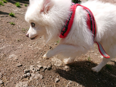 f:id:roukenhome-ann:20190507123603j:plain