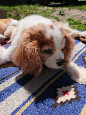 f:id:roukenhome-ann:20190509075948j:plain
