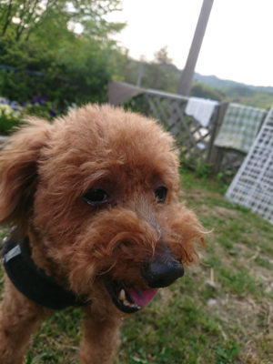 f:id:roukenhome-ann:20190509135517j:plain