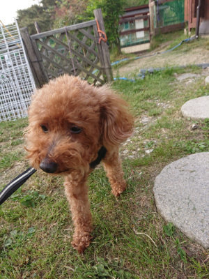 f:id:roukenhome-ann:20190509135709j:plain