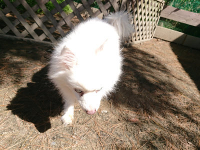 f:id:roukenhome-ann:20190509141746j:plain