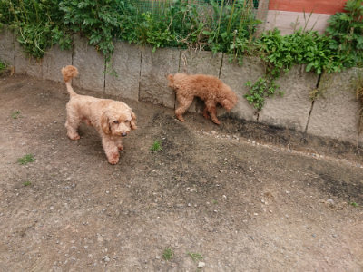 f:id:roukenhome-ann:20190509181441j:plain