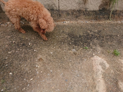 f:id:roukenhome-ann:20190509181450j:plain