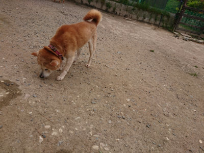 f:id:roukenhome-ann:20190509181850j:plain