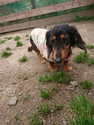 f:id:roukenhome-ann:20190509181925j:plain