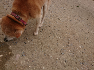 f:id:roukenhome-ann:20190509182029j:plain