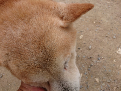 f:id:roukenhome-ann:20190509183506j:plain