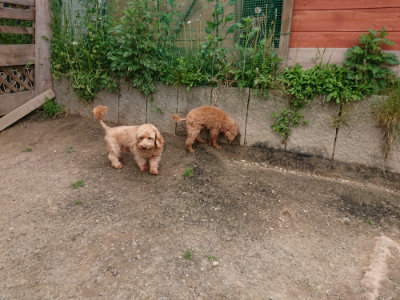f:id:roukenhome-ann:20190509183536j:plain