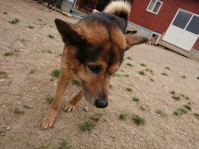 f:id:roukenhome-ann:20190509183546j:plain