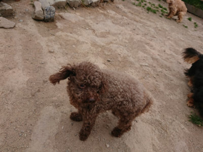 f:id:roukenhome-ann:20190509183659j:plain