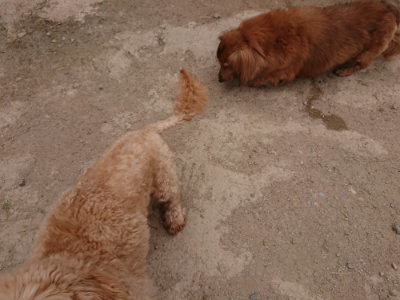 f:id:roukenhome-ann:20190509183740j:plain