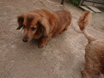 f:id:roukenhome-ann:20190509183825j:plain