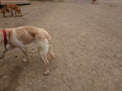 f:id:roukenhome-ann:20190509184000j:plain