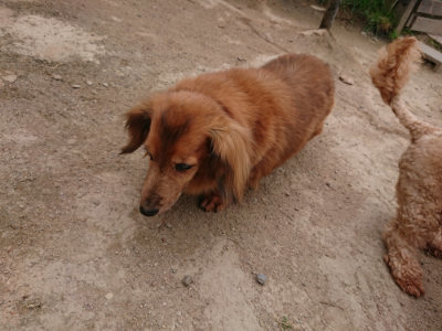 f:id:roukenhome-ann:20190509184010j:plain