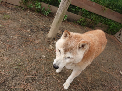 f:id:roukenhome-ann:20190509184923j:plain