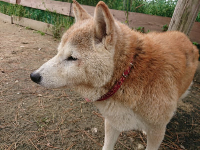 f:id:roukenhome-ann:20190509184958j:plain