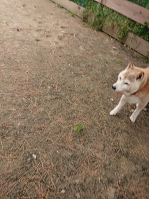 f:id:roukenhome-ann:20190509185534j:plain