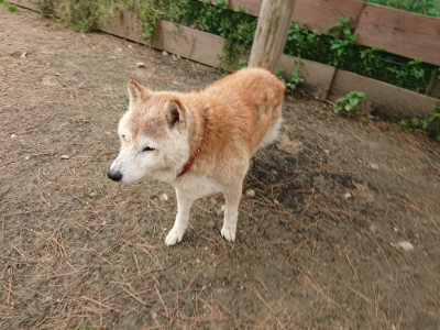 f:id:roukenhome-ann:20190509185544j:plain