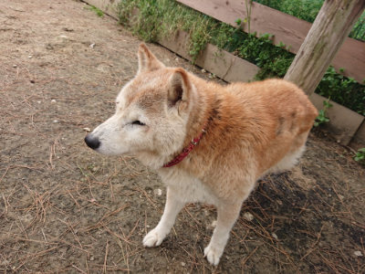 f:id:roukenhome-ann:20190509185550j:plain