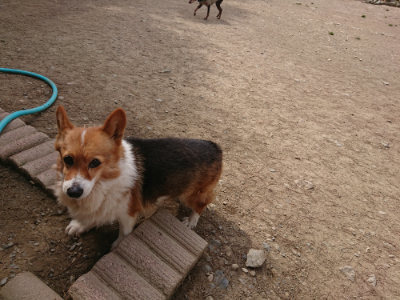 f:id:roukenhome-ann:20190512150323j:plain