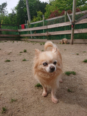 f:id:roukenhome-ann:20190512150431j:plain