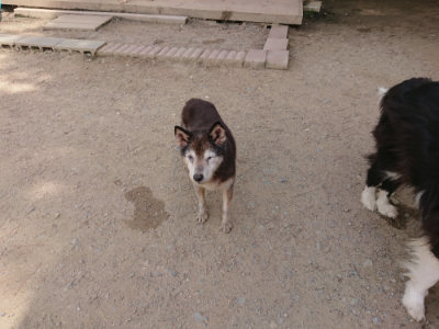 f:id:roukenhome-ann:20190512150718j:plain