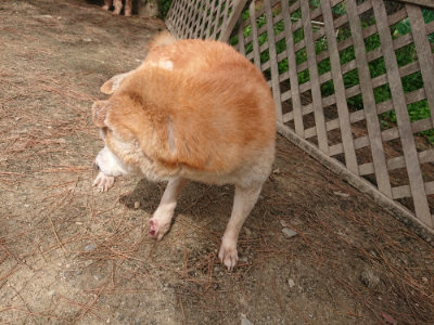 f:id:roukenhome-ann:20190512153219j:plain