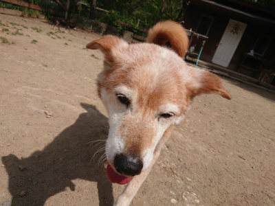 f:id:roukenhome-ann:20190512153441j:plain