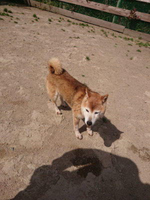 f:id:roukenhome-ann:20190512153550j:plain