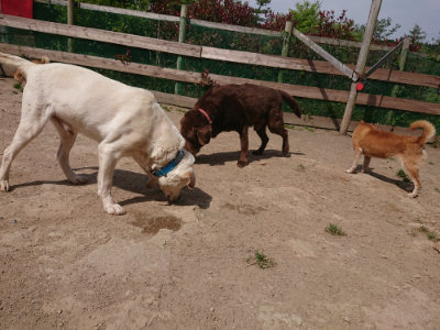 f:id:roukenhome-ann:20190512153636j:plain