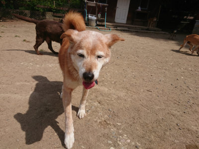 f:id:roukenhome-ann:20190512153927j:plain