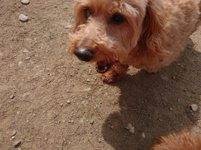 f:id:roukenhome-ann:20190512154007j:plain