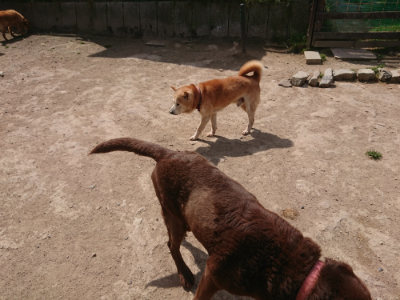 f:id:roukenhome-ann:20190512173349j:plain