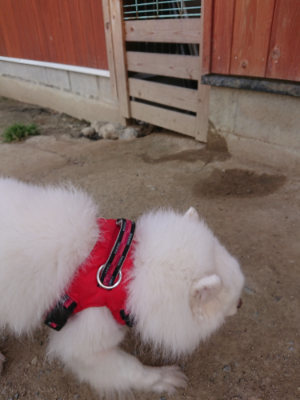 f:id:roukenhome-ann:20190512173412j:plain