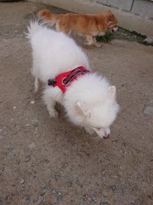 f:id:roukenhome-ann:20190512173618j:plain