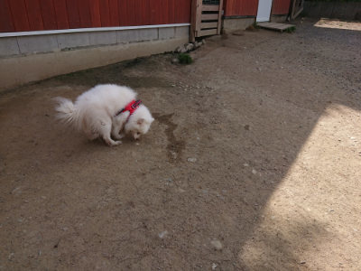 f:id:roukenhome-ann:20190512173701j:plain
