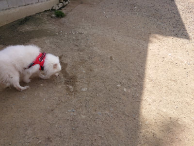 f:id:roukenhome-ann:20190512173708j:plain