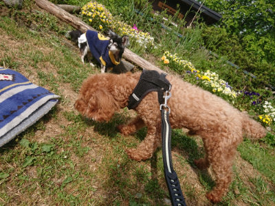 f:id:roukenhome-ann:20190512174923j:plain