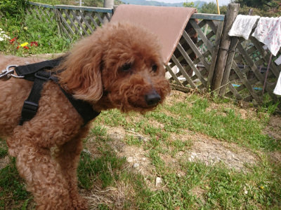 f:id:roukenhome-ann:20190512174931j:plain