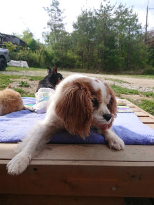 f:id:roukenhome-ann:20190512175622j:plain
