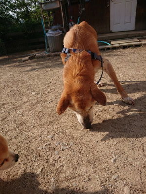 f:id:roukenhome-ann:20190512191635j:plain