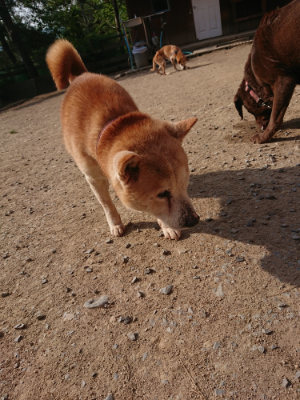 f:id:roukenhome-ann:20190512192430j:plain