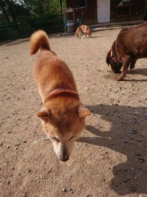 f:id:roukenhome-ann:20190512192453j:plain