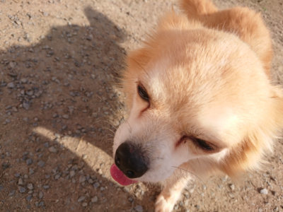f:id:roukenhome-ann:20190512192608j:plain